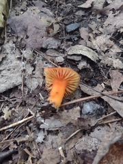 Hygrocybe punicea