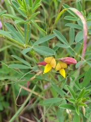 Crotalaria pumila