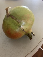 Punica granatum