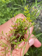 Euthamia graminifolia