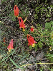 Aquilegia