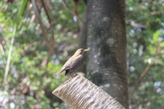 Turdus amaurochalinus