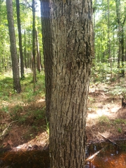 Quercus alba