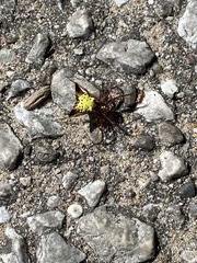 Micrathena sagittata