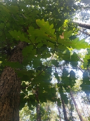 Quercus alba