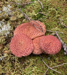 Suillus spraguei