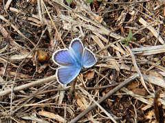 Polyommatus icarus