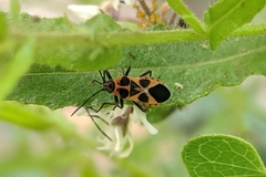 Tropidothorax sternalis