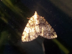 Hydriomena furcata