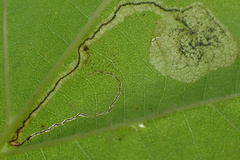 Ectoedemia clemensella