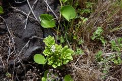 Lysimachia mauritiana