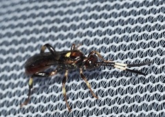 Cratichneumon