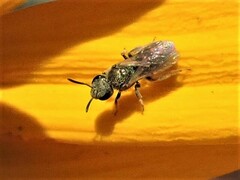 Halictus tripartitus