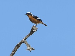 Phoenicurus moussieri