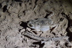 Rhinella