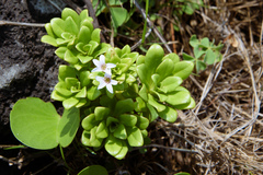Lysimachia mauritiana