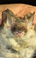 Plecotus macrobullaris