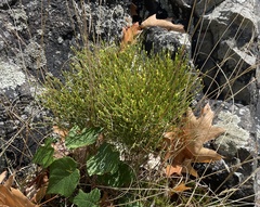 Hypericum gentianoides