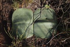 Haemanthus sanguineus