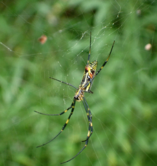 Trichonephila clavata