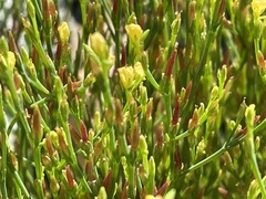 Hypericum gentianoides