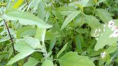 Eragrostis capillaris