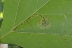 Ectoedemia clemensella