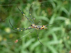 Trichonephila clavata