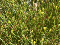 Hypericum gentianoides