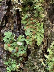 Ricasolia quercizans