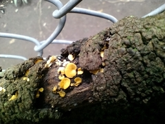Leotiomycetes