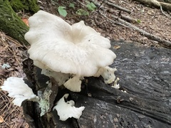 Pleurotus