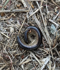 Pachyiulus flavipes