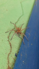Lycosidae