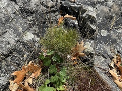 Hypericum gentianoides