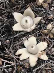 Geastrum