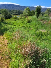 Phalaris arundinacea