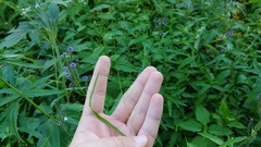 Eragrostis capillaris