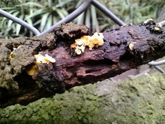 Leotiomycetes