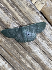 Prasinocyma serratilinea