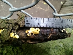 Leotiomycetes