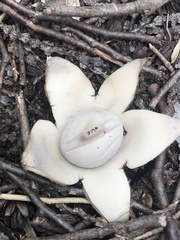 Geastrum