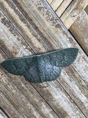 Prasinocyma serratilinea