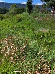 Phalaris arundinacea