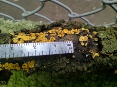 Leotiomycetes