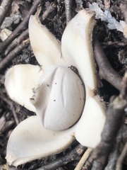 Geastrum