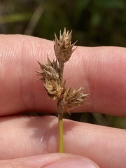 Carex brevior