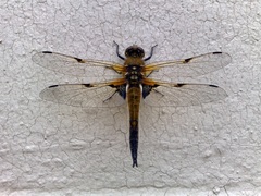 Libellula quadrimaculata