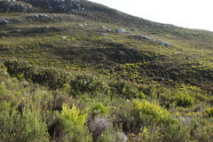 Protea lepidocarpodendron