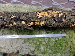 Leotiomycetes